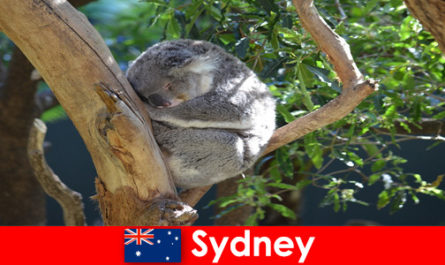 Дестинация Сидни Австралия в екзотичния зоопарк с опит за една нощ