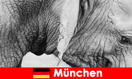 Специално пътуване за посетителите до най -оригиналния зоопарк в Германия, Мюнхен