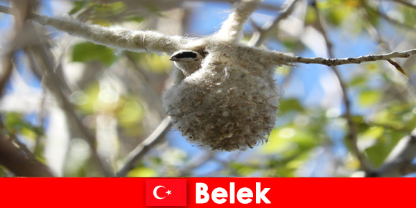 Природните туристи изживяват света на дърветата и птиците в Белек Турция