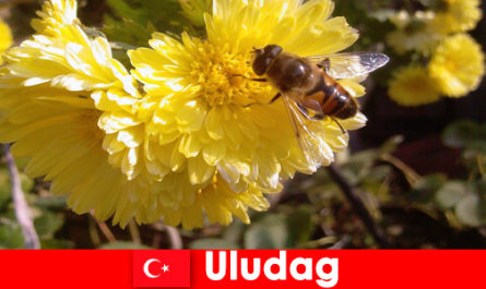 Открийте красивата фауна и флора в Улудаг Турция