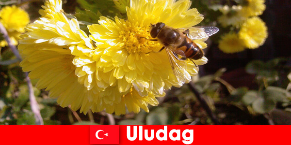 Открийте красивата фауна и флора в Улудаг Турция