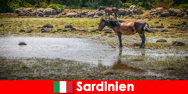 Изживейте диви животни и природата отблизо като непознат в Сардиния Италия