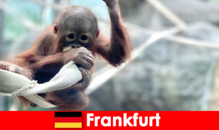 Семейна екскурзия във Франкфурт във втората най-стара зоологическа градина в Германия
