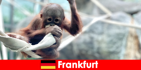 Семейна екскурзия във Франкфурт във втората най-стара зоологическа градина в Германия