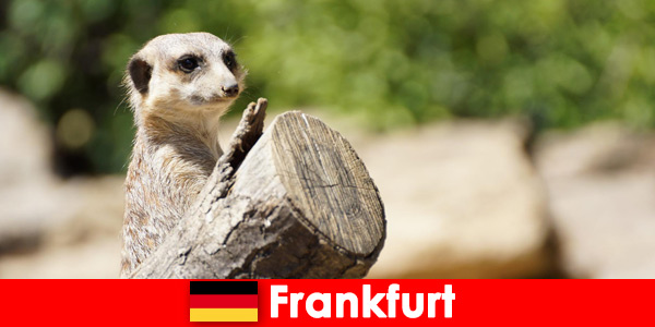 Биоразнообразие и много програми за семейства във Франкфуртския зоопарк в Германия
